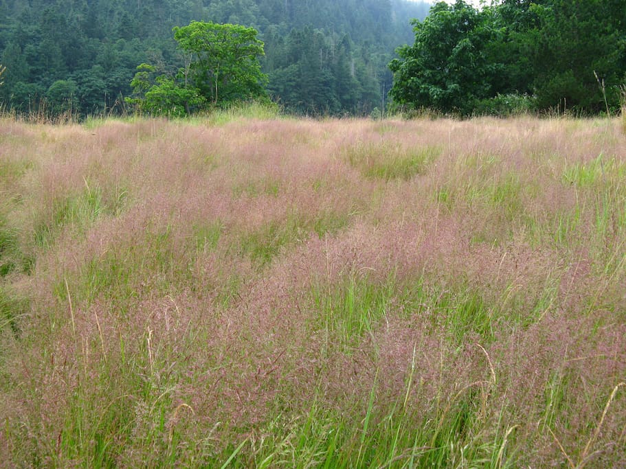 The only grass around here!