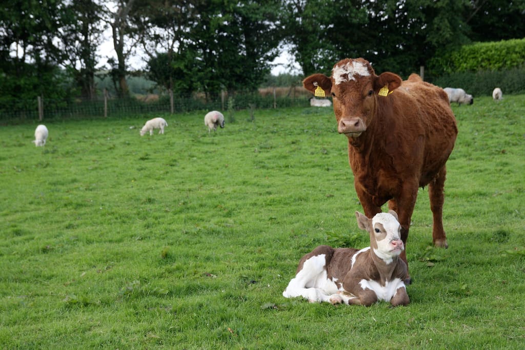 Meet our neighbours.