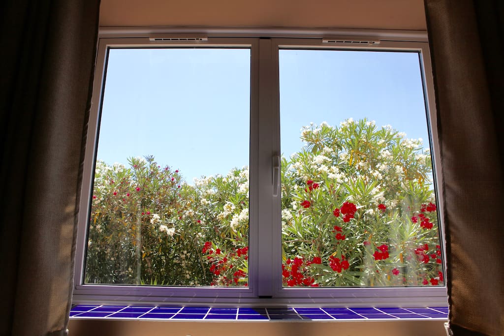 Window that looks out into the oleander garden