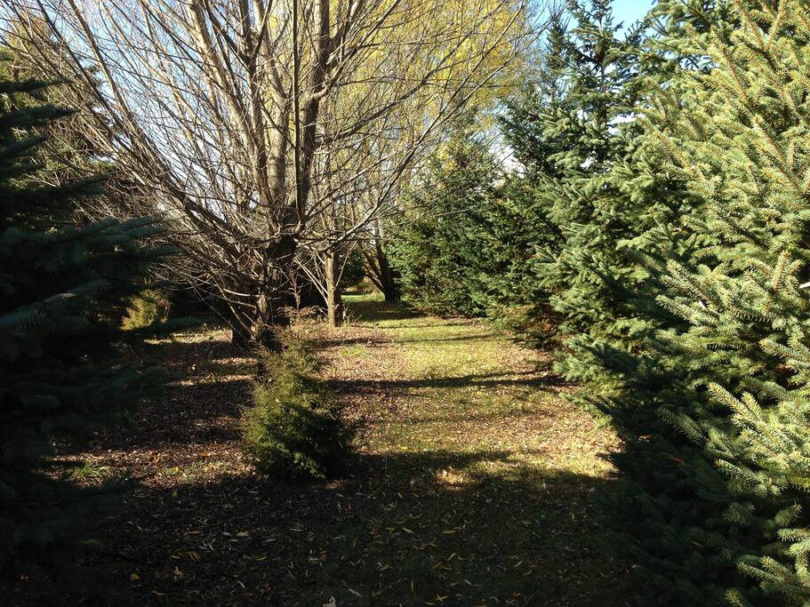 nature paths