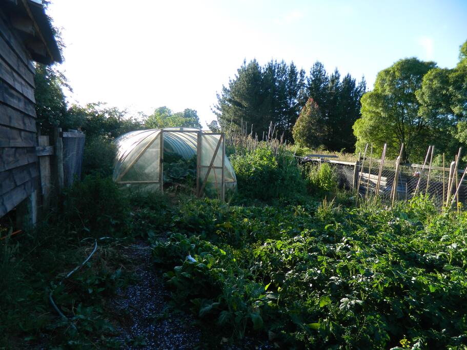 huerta de la casa que esta disponible para que los huéspedes puedan abastecerse de algunas cosas básicas