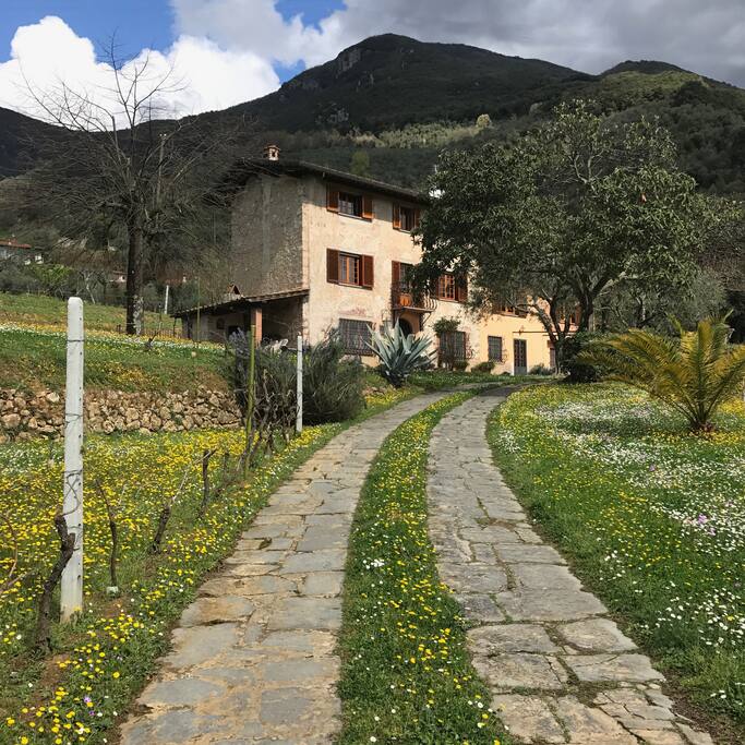 House and garden