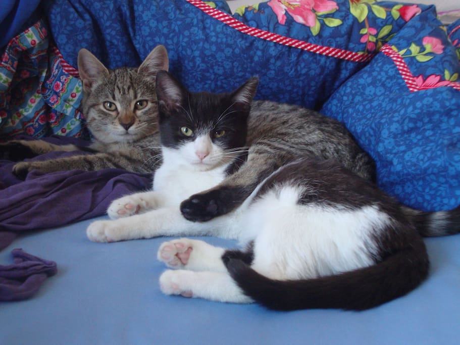 Unsere Katzen Minka und Charlie.
