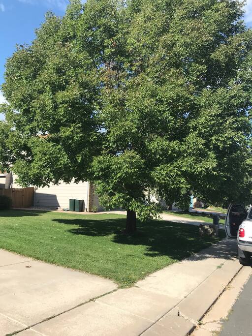 Beautiful lawn and trees