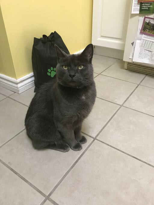 This handsome boy lives here! Very friendly, very clean, and very sweet