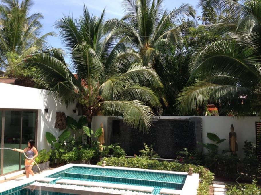 View on the garden and the palm trees