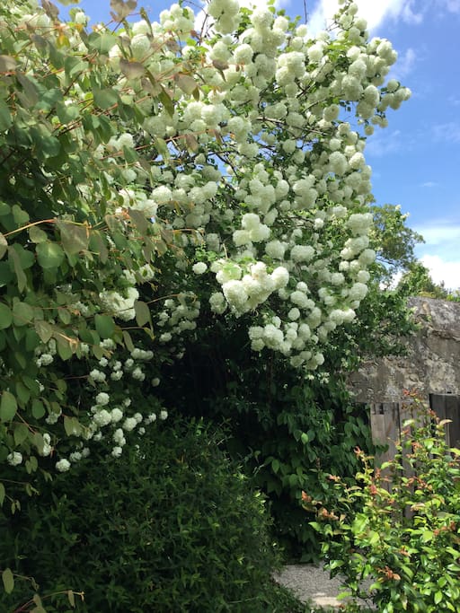 Snowball shrub in full flower