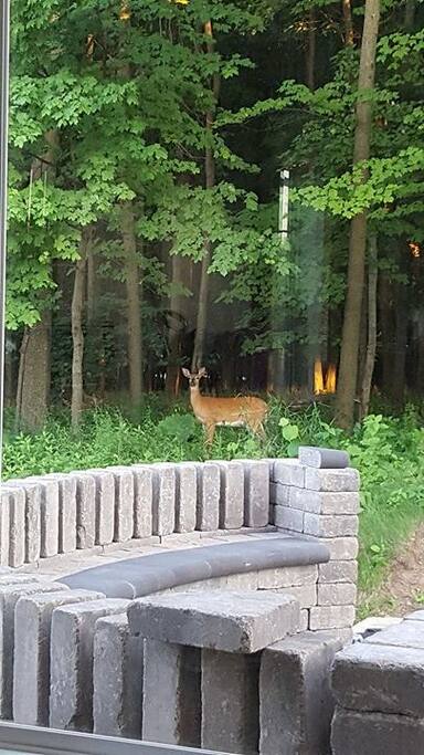 Enjoy the mama doe with her babies that will eat from the bird feeders and salt licks
