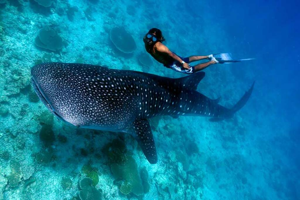 Whale Shark visits on season