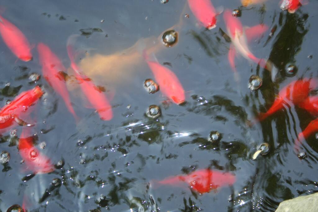 The Koi in the pond