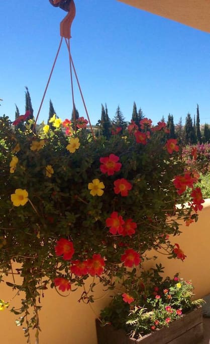 Hanging baskets in the finca