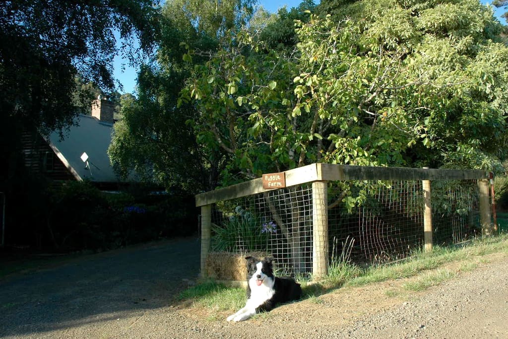 Welcome to Puggle Farm x