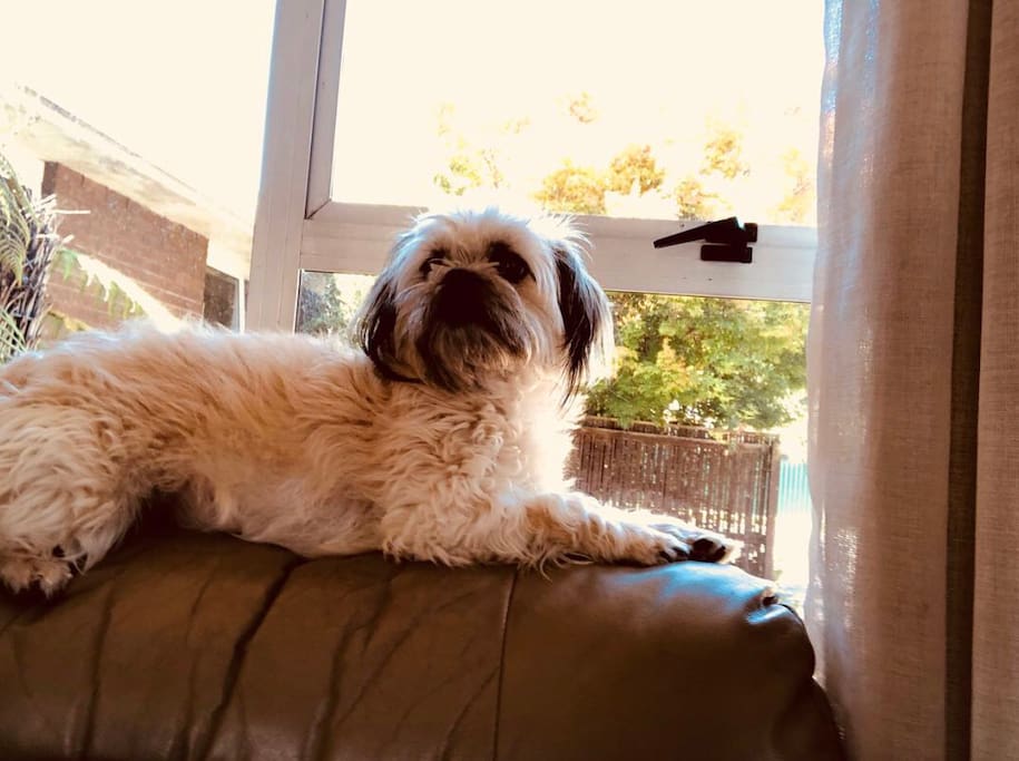 Us little dog Molly