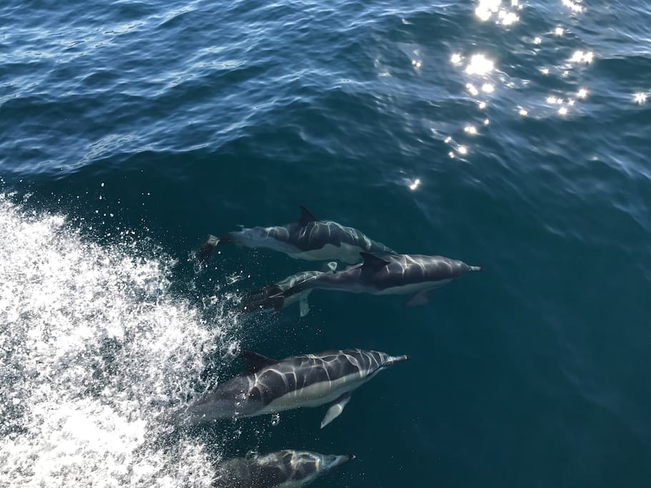 Dolphins in the Fiord.