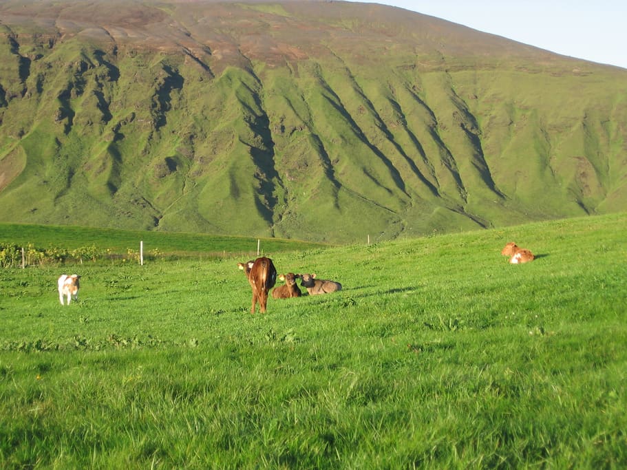 Small calfs on the fields