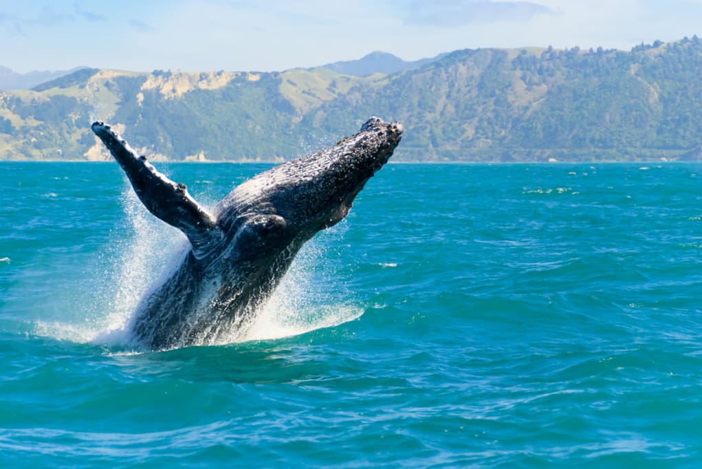 Whale Season November to May