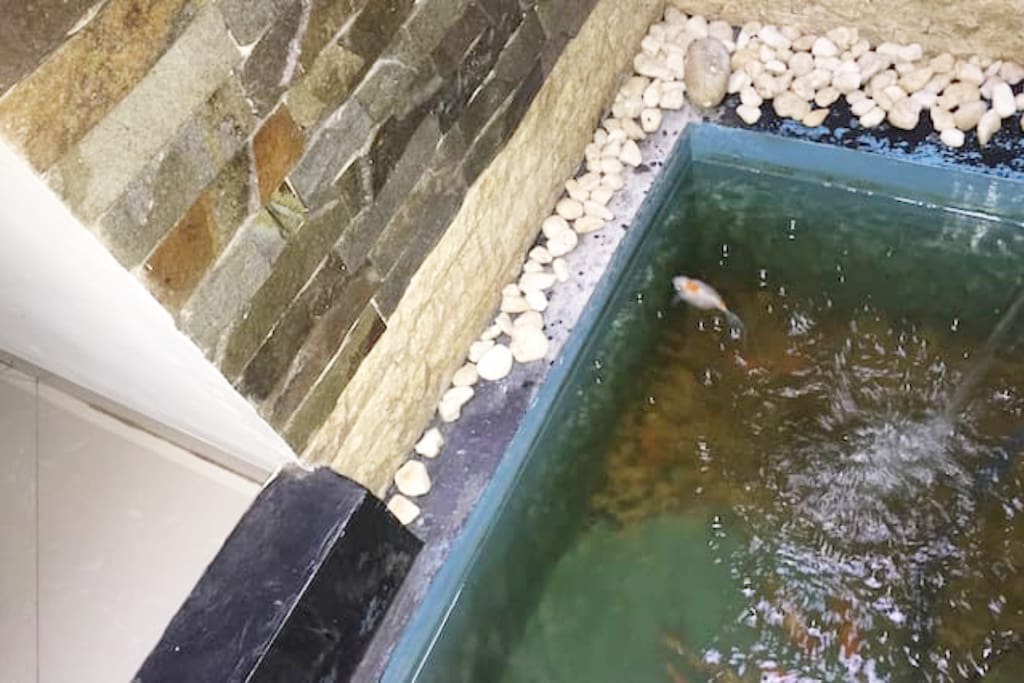 kolam ikan mini-you can enjoy the fish pool