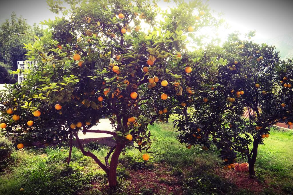 Our orange