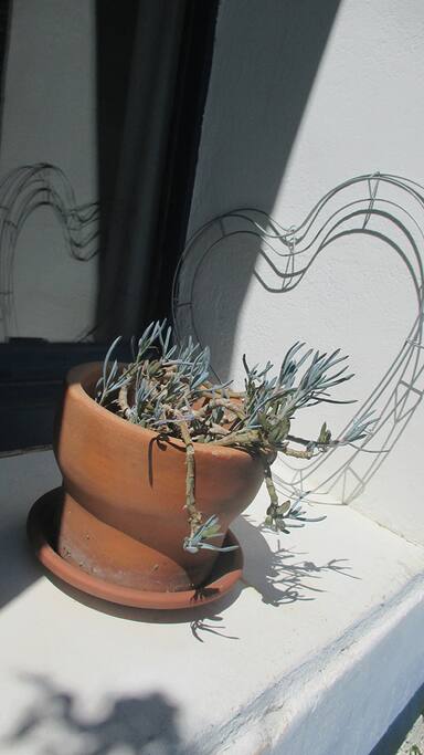 Lumière & succulente du sud Cévennes