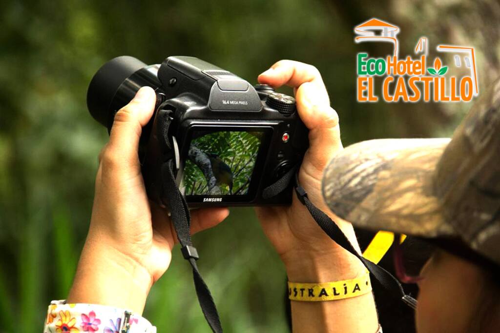 Avistamiento de aves