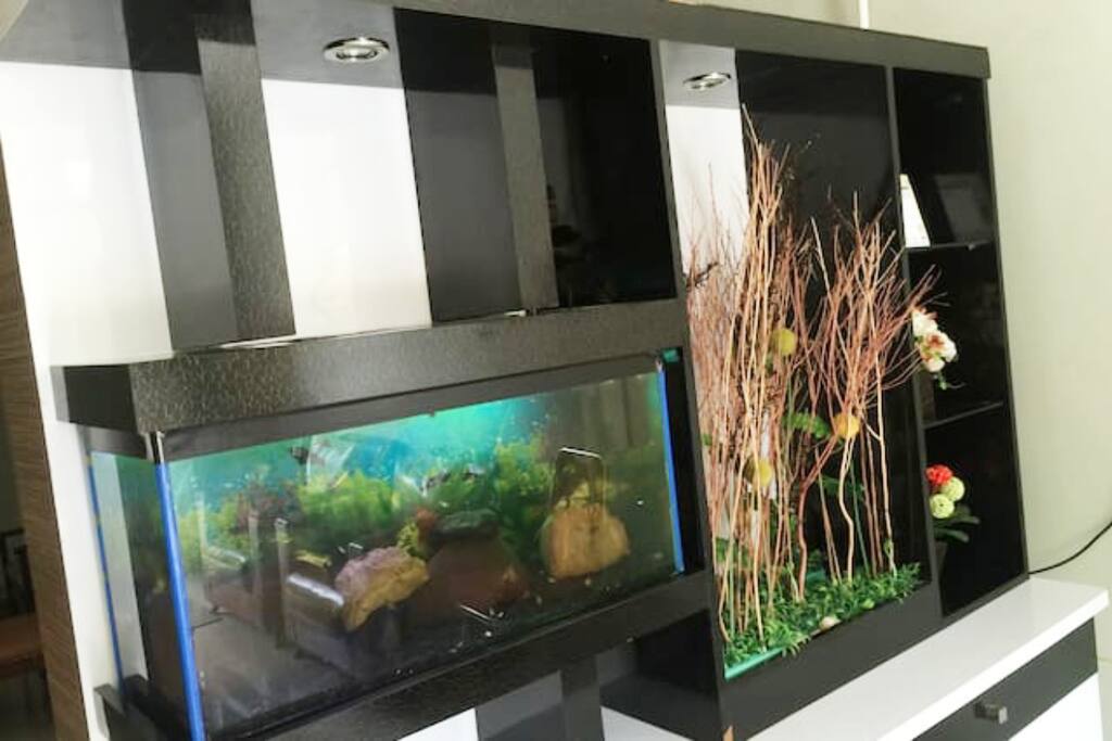 the aquarium view