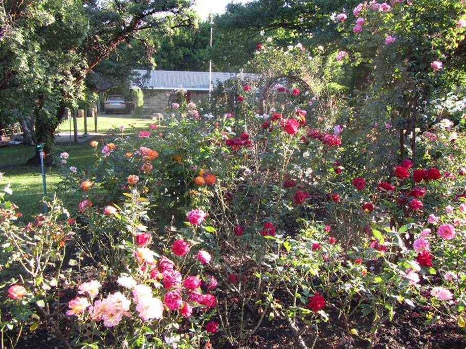 Rose Garden
