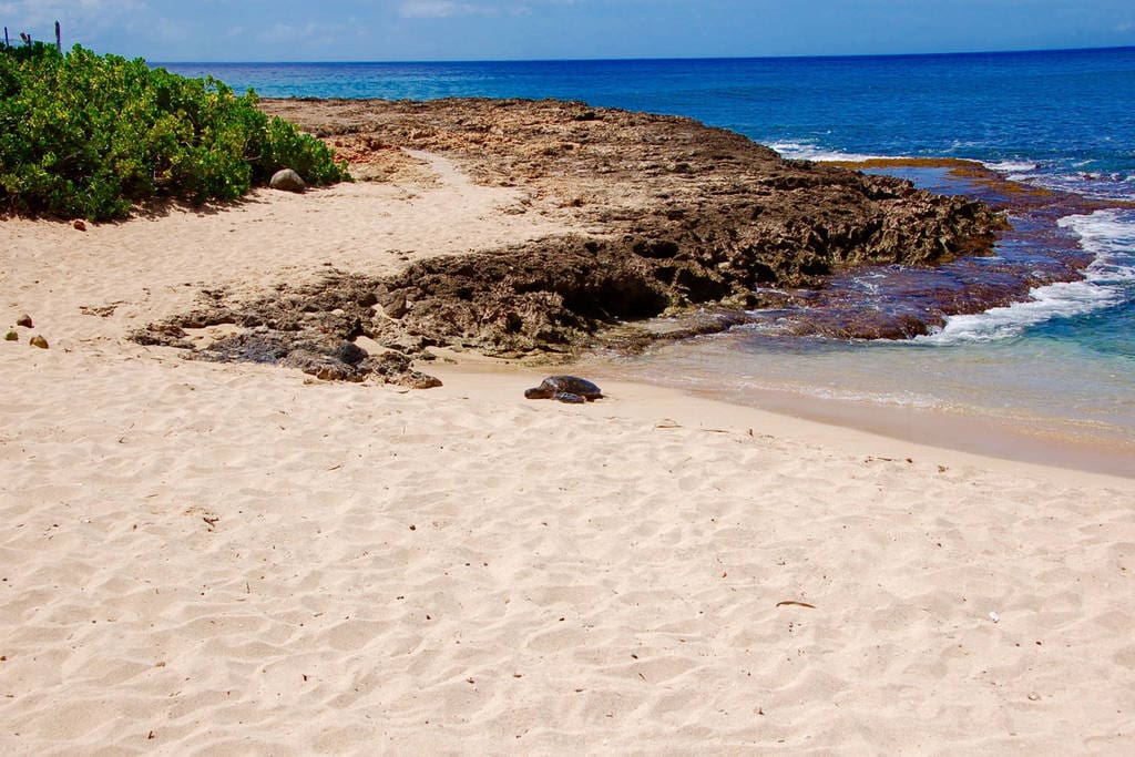 Honu Hangout