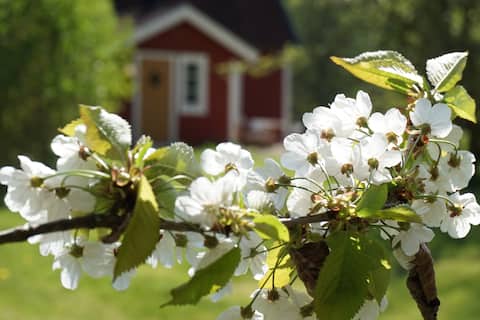 Popular Airbnb listing: Salshult_Ormaliden in Vetlanda