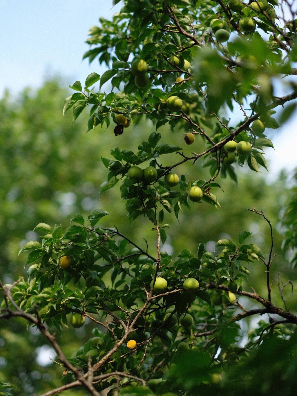 初夏 我有青梅你有酒吗 南京旅游攻略 尽在airbnb爱彼迎
