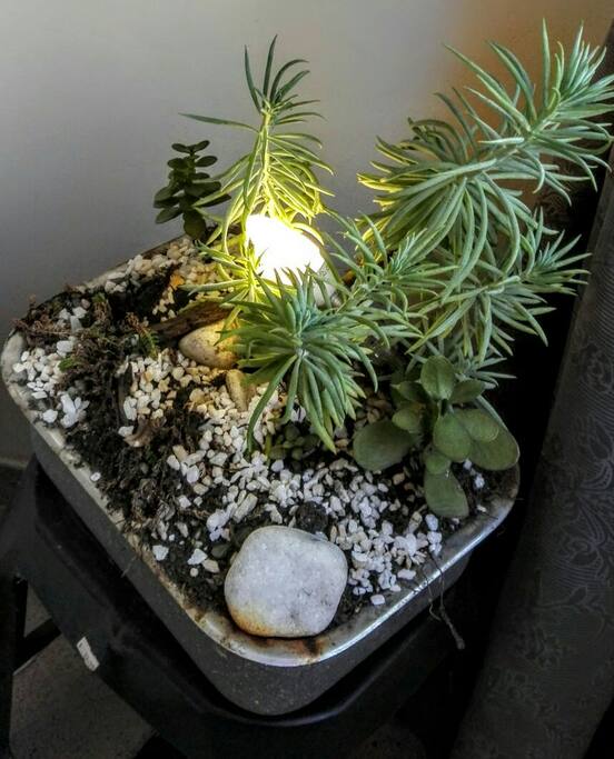 Plants are our hobby