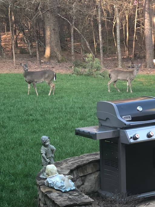 Our friends that visit in the morning and evening.