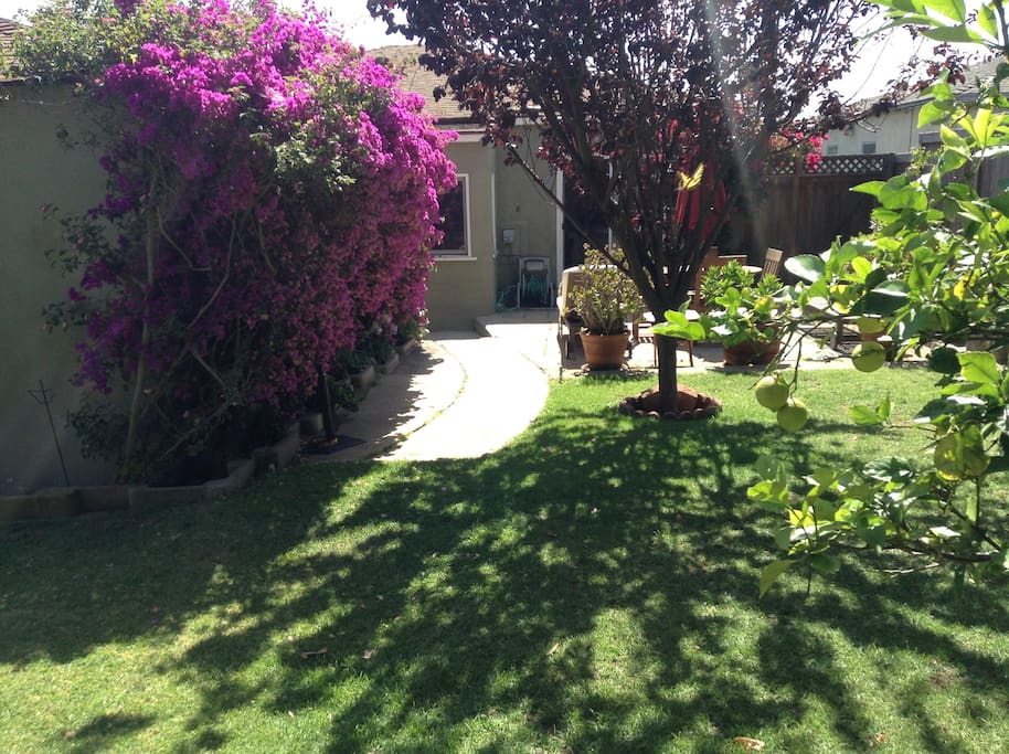 Backyard
