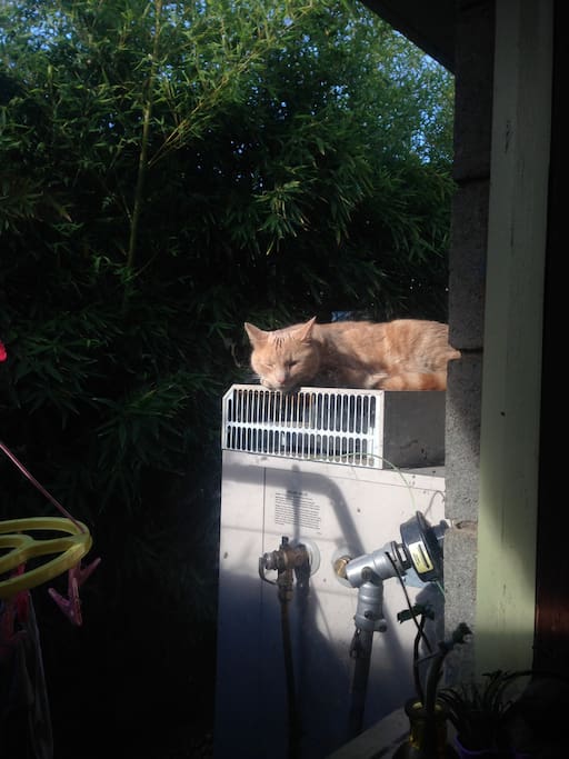 Dutsy the cat enjoying the hot water sevice