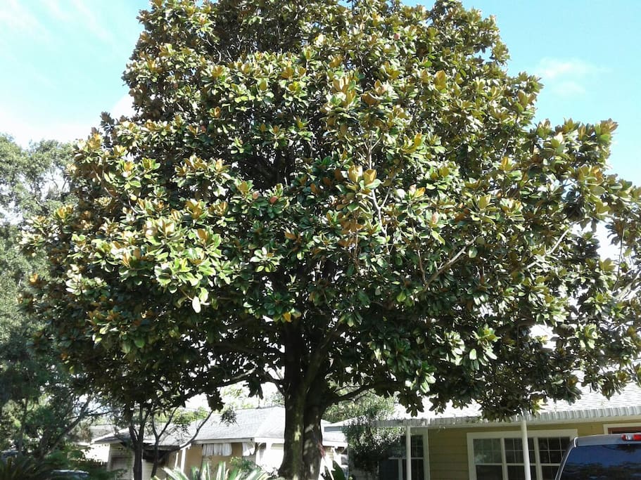 Magnolia tree
