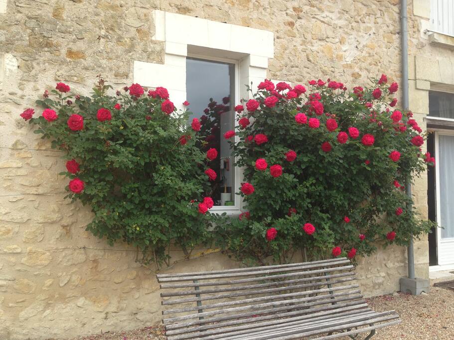 Les rosiers magnifiques