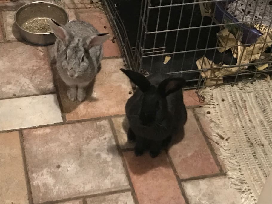 Oliver(Marshmallow) and Maurice. House bunnies. With crate. They are hilarious.