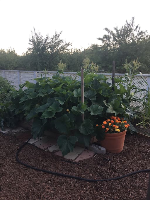Our overflowing garden!