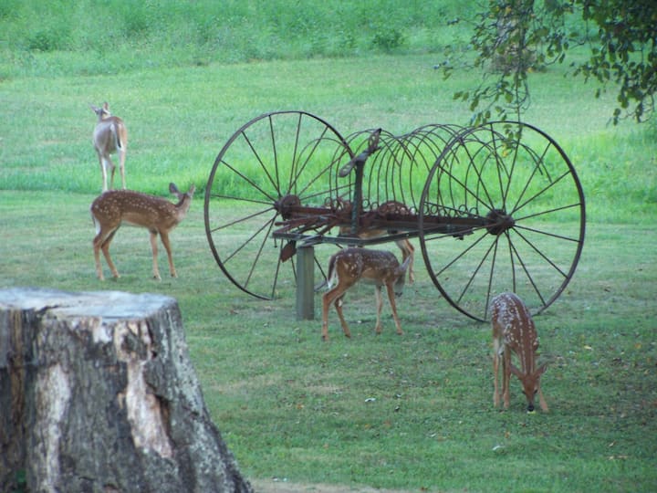 Gorgeous cabin! Near I-77, antiques, great reviews