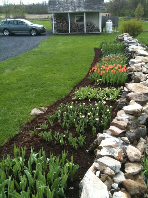 Early May Blooms
