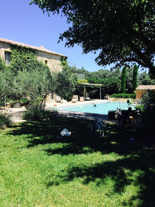 Garden with olive trees and salt-water pool