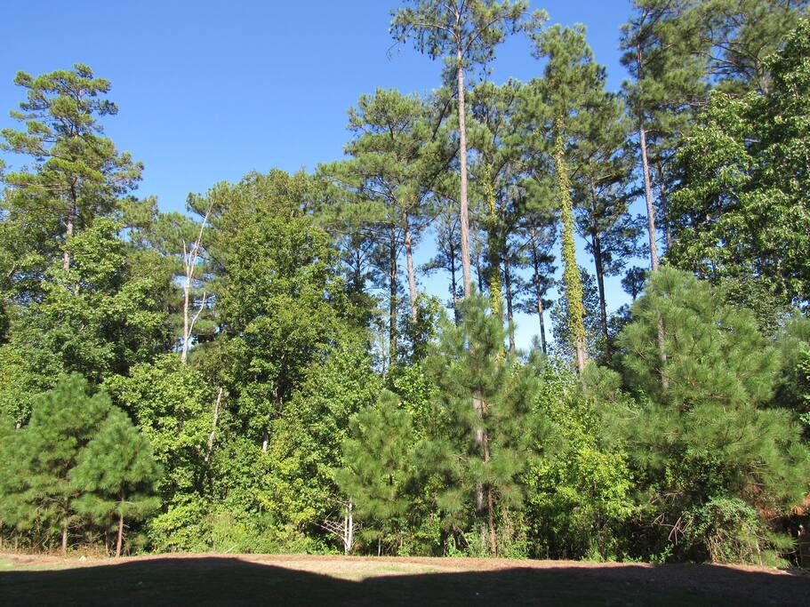 Forest just outside in backyard this view is from the living room and master bedroom double deck. Nature at its best.