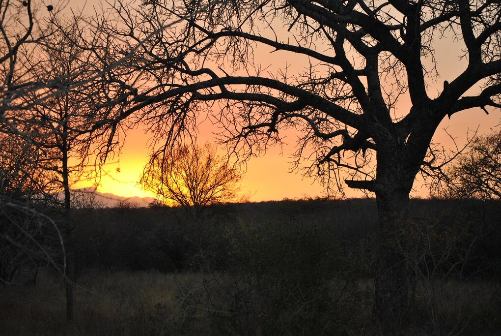 Bushveld sunset