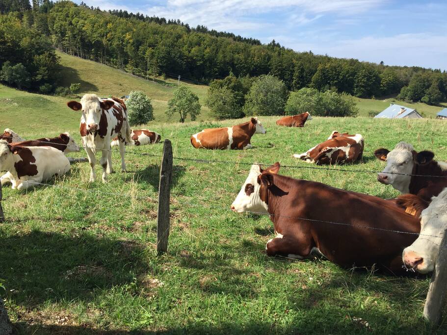 Les voisines l’été