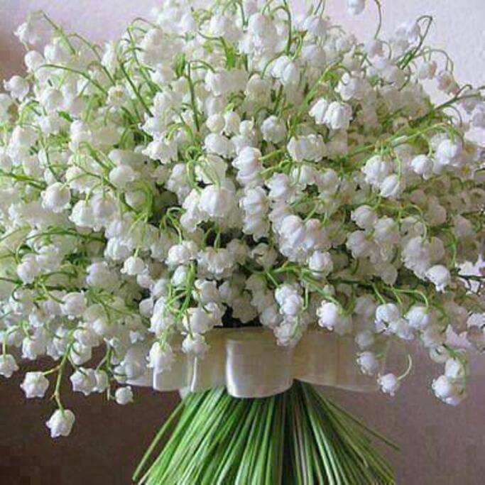 Veja para Show Rural e fique hospedado em uma casa com cheiros de flores !!!