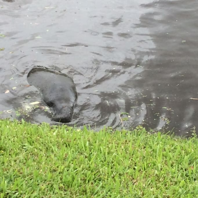 Manatee's out back enjoying some grass