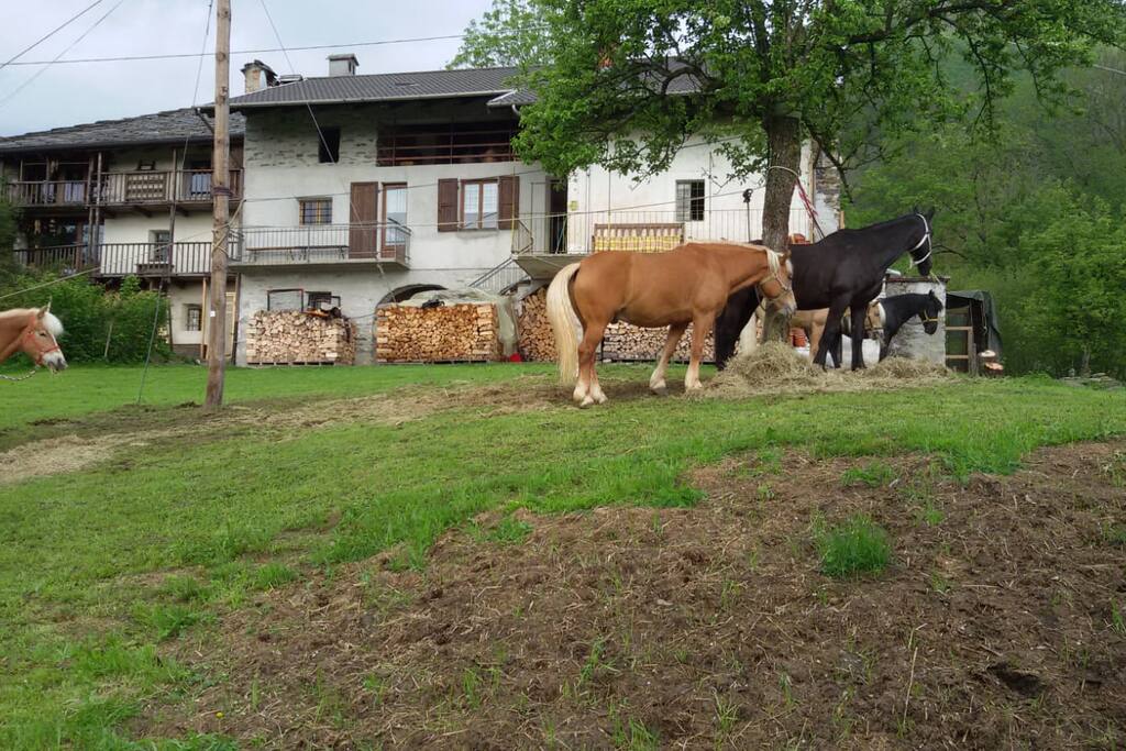 Cavalli di passaggio alla 'Frassa' - Horses resting close by the Frassa