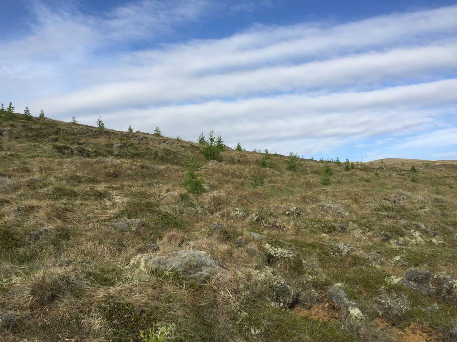 We have been planting larch trees since 2009