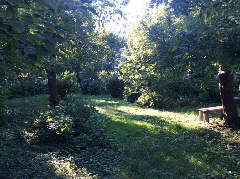 Jungle Garden