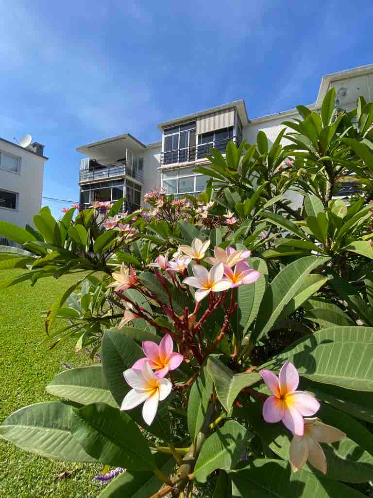 Vibrant flowers bloom in the foreground, surrounded by lush green leaves, leading to a multi-story building with large windows in the background. The clear blue sky enhances the serene atmosphere of the garden, emphasizing the connection between nature and the residential area.