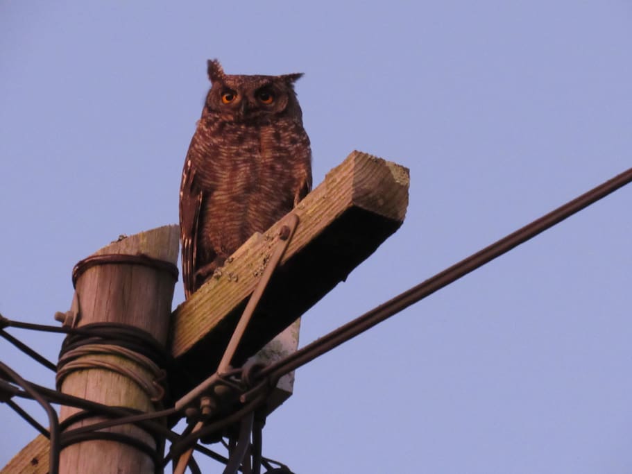 A regular local visitor